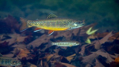 Brook Trout