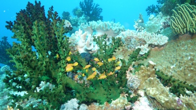 A school of planktivorous fish sheltering around a coral on a reef in the Solomon Islands in the Coral Triangle. Photo by Mark Hay 