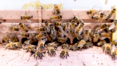 A close up of bees flying into a hive on the CU Denver campus.