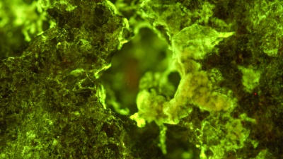 Microscopic image of biofilm on rock, Image Credit: NASA
