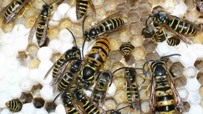 Vespula maculifrons queen, gyne, and males. 