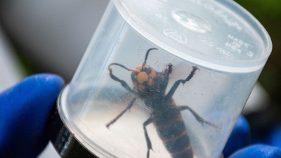 Northern Giant Murder Hornet 