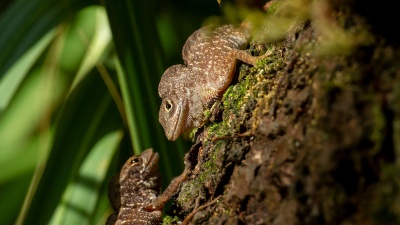 Two Cuban brown anoles, Anolis sagrei (Credit: Day's Edge Productions)