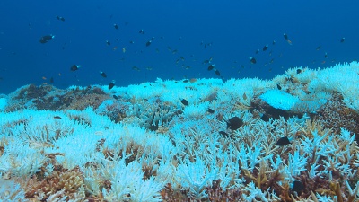 Coral-Bleaching-AdobeStock-135421429-by-sabangvideo-t.jpg