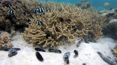 Sea cucumbers and coral