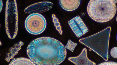 diatoms.png