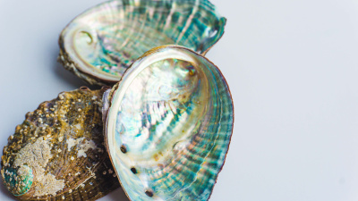 Seashells