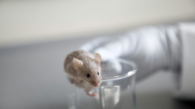  Mice have complex visual systems that can clarify how vision works in people. Westend61/Getty Images