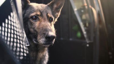 GTPD K-9 Pepper
