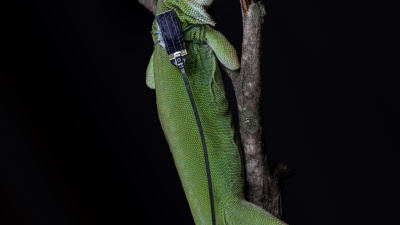 A lizard wearing one of the sensors, which weigh just three-hundredths of a gram each — the same as a two grains of rice. (Credit: Jon Suh)