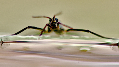 water-bug-hero.jpg