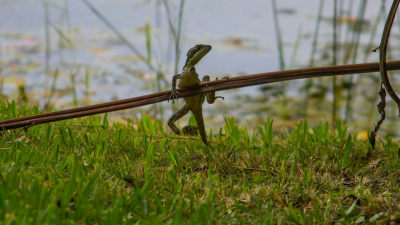 A brown basilisk missing both its entire left forearm and part of its right hind limb. Brian Hillen