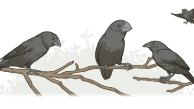 A 40-year field study of Galápagos ground finches (Geospiza sp.) has provided unparalleled insights into how natural selection operates in the wild and how new species might form. (Illustration: Mark Belan/ArtSciStudios)