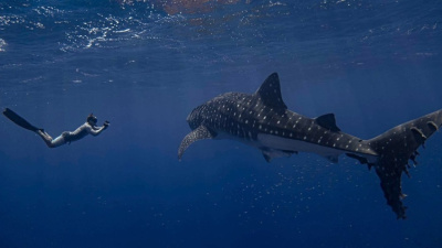 Cameron Perry with Whale Shark