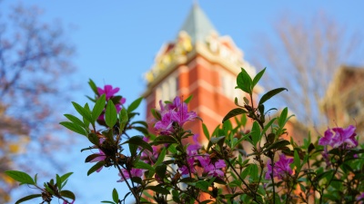 Tech tower in the background of pink spring flowers.
