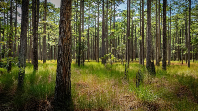 Tall pine trees in a sunlit forest with dense green grasses and undergrowth covering the forest floor.