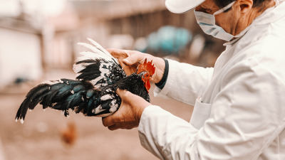 A man wearing a surgical mask and white coat examines a black and white chicken.