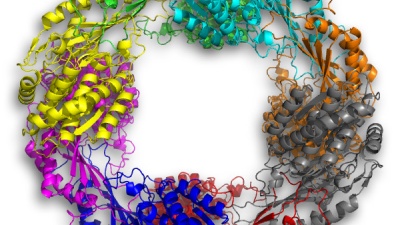 A bacterial warrior the only one of its kind? This enzyme is "wacko" in many ways in its breakdown of a poison related to TNT. On top of that, 5NAA-A is known so far only to exist in a single living organism on Earth. Could it be the lone master of a rare bacterial enzymatic kung fu, in the war on potatoes? Or does a genomic clue point to its existence in one other solitary case?