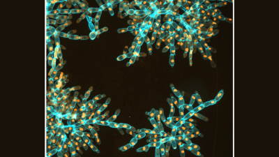 Macroscopic snowflake yeast with elongated cells fracture into modules, retaining the same underlying branched growth form of their microscopic ancestor.
