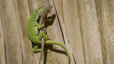 Two American green anole lizards. Credit: Day's Edge Productions
