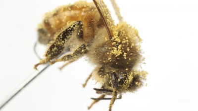 A honeybee covered by commercial pollen. Photo courtesy: Candler Hobbs, George W. Woodruff School of Mechanical Engineering