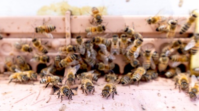 A close up of bees flying into a hive on the CU Denver campus.

