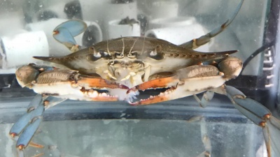 A blue crab in a tank in a research lab at Georgia Tech. In the tank behind it, small mud crabs are hiding in plastic tubes. Georgia Tech / Alex Draper