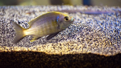 A special breed of cichlid fish has allowed researchers to match up gene activation with behavior. The up and down-regulation of genes may actually be steering ritual mating behaviors. The research is potentially useful in understanding autism since some genes involved in the fish behavior have human genetic cousins implicated in autism spectrum disorder. Credit: Georgia Tech / Rob Felt