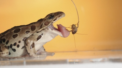 A northern leopard frog catches a cricket (Courtesy: Candler Hobbs)
