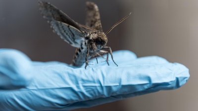 Hawkmoth on hand