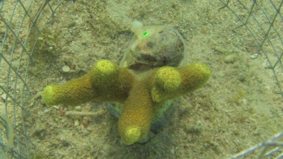 Corallivorous gastropod (Coralliophila violacea) feeding on a Porites cylindrica coral. (Credit: Cody Clements, Georgia Tech)