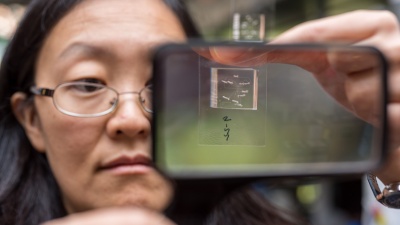 Engineering Professor Hang Lu holds up a chip used to immobilize C. elegans roundworms for photographing by a microscope optic connected to a computer. The chip then sorts the worms into one of two channels for either mutants or non-mutants, a status an algorythm determines based on subtle phenotypical differences it recognizes in the microscope photo. Credit: Georgia Tech / Rob Felt