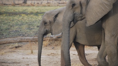 While most species have gone extinct, eastern Africa is home to vibrant natural communities of mammalian megafauna, including elephants, zebras, hippopotamuses, antelope, giraffes, and many others.&nbsp;&nbsp;
