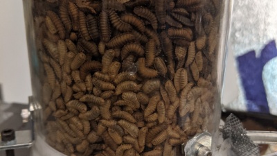 Living larvae inside the apparatus between fluidization experiments at Georgia Tech’s School of Physics’ Howey Physics building. (Photo credit: Grace Cassidy, Georgia Tech)