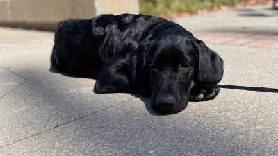 Ramblin' Puppy Raisers: Pomp