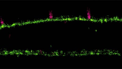 3D super-resolution microscopy cross-sectional image showing how the engineered antibody aPali works: aPali (green) is expressed on the cell surface and stops RSV particles (pink) from entering the cell.