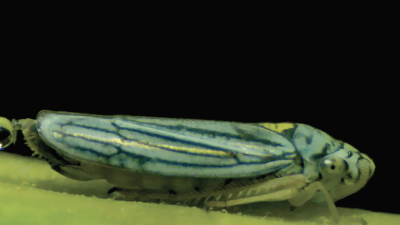 A sharpshooter insect forming a urine droplet before it catapulting it high acceleration.