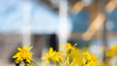 Bright yellow blooms of golden ragwort (packera aurea) are visible in the EcoCommons near The Kendeda Building for Innovative Sustainable Design. Photo by Allison Carter.