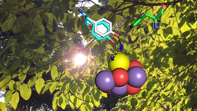 We can all breath because of oxygen photosynthesis. Here, a diagram of a key O2 catalyst, the metal cluster in photosystem II, one of two O2 photosynthesis mechanisms. On top of it, a tyrosine molecule flips back and forth chemically and physically to speed up electron transfer in the oxygen-producing part of photosynthesis. Credit: Georgia Tech / Ben Brumfield / Barry Lab