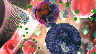 The activity sensor illustrated in reddish-pink with small, green attachments is shown here in its application to detect organ transplant rejection. T cells secrete the enzyme granzyme, here in gray, which kills cells but also severs the fluorescent green signal molecules from the activity sensing nanoparticle. The green signal molecules make their way into the urine, where they give off a fluorescent cue. Credit: Georgia Tech / EllaMaru Studios work for hire / press handout