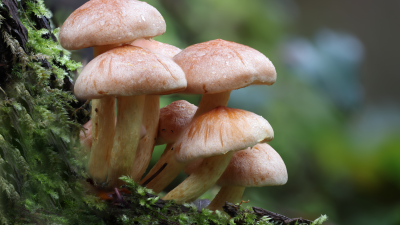 Fungi growing on plants in a forest