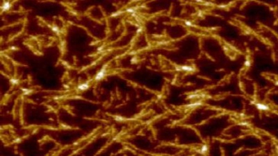 Atomic force microscopy image of structures formed by the the self-assembly of TAP-ribose nucleoside with cyanuric acid. Credit: Nicholas Hud.