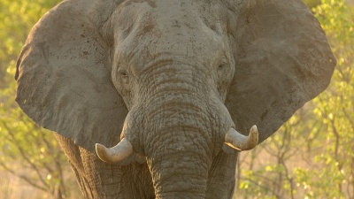 Even though an elephant’s bladder is 3,600 times larger than a cat’s (18 liters vs. 5 milliliters), both animals relieve themselves in about 20 seconds.