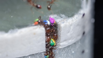 To understand their strategies for working effectively without clogging traffic jams, researchers studied how fire ants dug tunnels in glass particles that simulated soil. (Credit: Rob Felt, Georgia Tech)