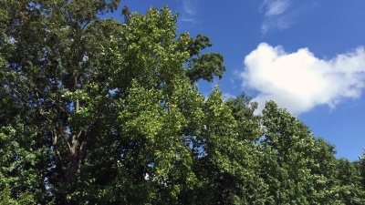 Trees in the Southeast United States emit higher levels of isoprene as they are placed under stress from dry conditions. Isoprene is a precursor for the formation of ozone in the atmosphere. This forest is shown near Atlanta, Georgia. (Credit: John Toon, Georgia Tech)