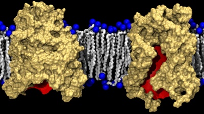 This graphic shows two conformations of BamA (gold) against a lipid bilayer background. The left side shows the crystallized form of BamA, almost completely closed, while the right shows a laterally open state revealed by the simulations. The red color denotes the interior of the barrel. (Courtesy of J.C. Gumbart)