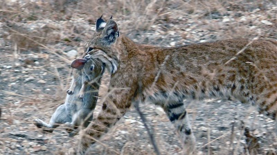 New research shows that the co-evolution of species can affect predator-prey relationships in substantial ways, potentially reversing traditional population cycles. In this photo, a bobcat catches a rabbit in Montana de Oro State Park in California. (Photo by Linda Tanner, available through Wikimedia Commons)