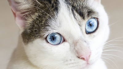 Because of its hair, a cat has the true surface area as a ping pong table.