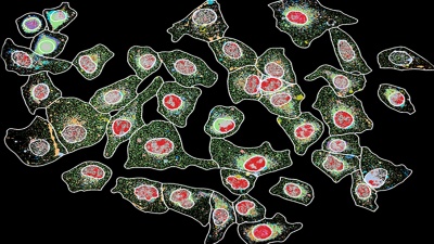 Cell signaling in action.   - Photo provided by Ahmet Coskun