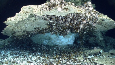 Methane clathrate (white, ice-like material) under a rock from the seafloor of the northern Gulf of Mexico. Deposits such as these demonstrate that methane and other gases cross the seafloor and enter the ocean. Photo credit: NOAA
